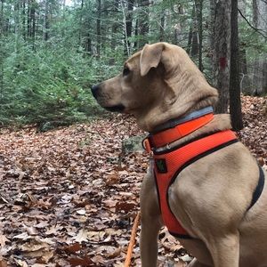 Meet your Posher, Stevie